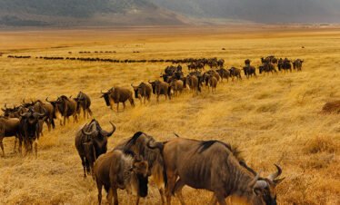 30 Days of gorilla trekking, big five, Serengeti Mara migration, culture and Zanzibar, Stone town, beach safari. Rwanda, Uganda, Kenya, Tanzania and Zanzibar. 