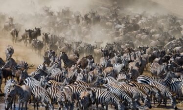 30 Days of gorilla trekking, big five, migration, culture and beach safari. Rwanda, Uganda, Kenya, Tanzania and Zanzibar. 