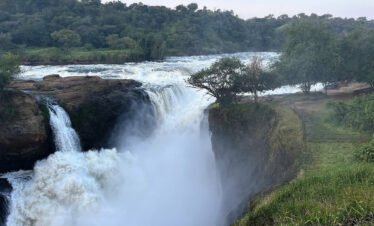 6 Days Uganda Big five safari Murchison falls And Gorilla trekking Bwindi National Park