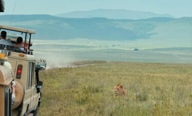 14 Days Tanzania, Serengeti, Ngorongoro big five Safari and Uganda Chimpanzee Gorilla trekking Safari.