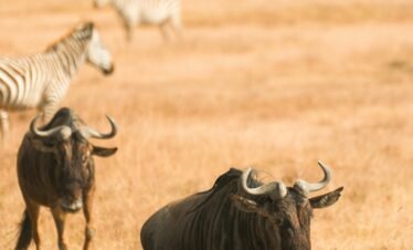 21 Days complete Tanzania Ngorongoro Serengeti, Tarangire, Lake Eyasi,big five Safari, Culture and Beach experience.  