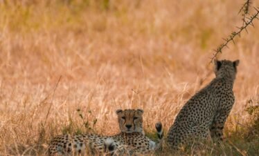 14 Days Tanzania budget camping Serengeti, Ngorongoro, Tarangire and Zanzibar, stone town and beach safari.