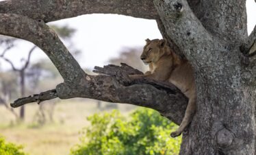 10 Days Masai Mara and Serengeti Safari  