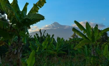 6 Days Volcanoes Gorilla trekking and big five safari Rwanda