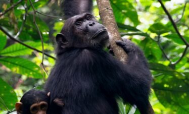 14 Days Gorilla Chimpanzee trekking and big five Kenya -Uganda Safari