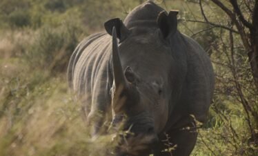 7 Days Uganda Big five Safari.