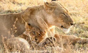 22 Days gorilla trekking and big five Uganda, Kenya, Tanzania and Rwanda safari.