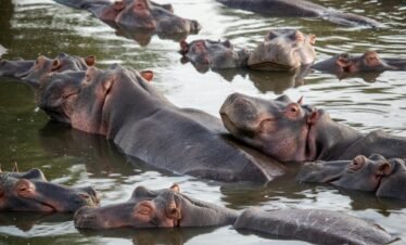 5DAYS SAFARI KENYA. 5-DAY NAKURU NAIVASHA MASAI MARA KENYA BUDGET SAFARI