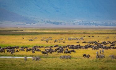 10 Days Tanzania budget camping Serengeti and Ngorongoro big five safari
