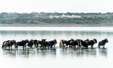 7 Days fly in Serengeti and Ngorongoro
