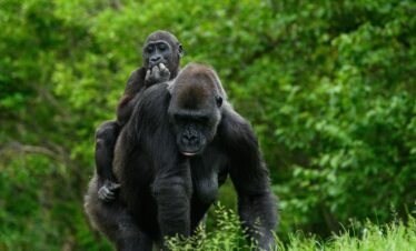 14 Days Gorilla trekking and big five Rwanda -Uganda Safari