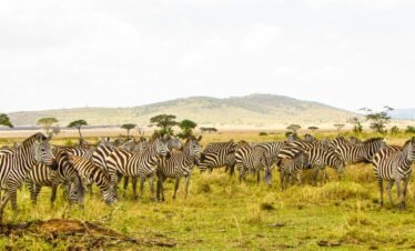 30 Days of gorilla trekking, big five, Serengeti Mara migration, culture and beach safari.