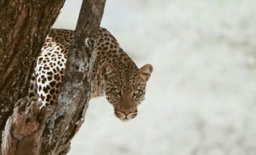 8 Days Masai Mara and Diani Beach