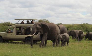 14 Days Gorilla trekking and big five Rwanda -Uganda Safari