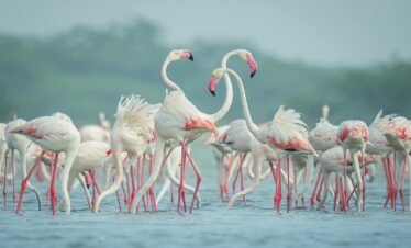 5 Days Lake Nakuru and Masai Mara Safari