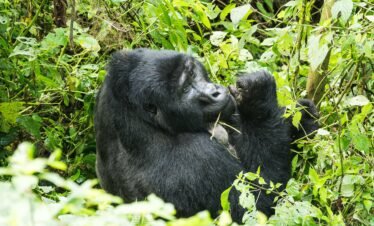 30 Days of gorilla trekking, big five, Serengeti Mara migration, culture and beach safari.
